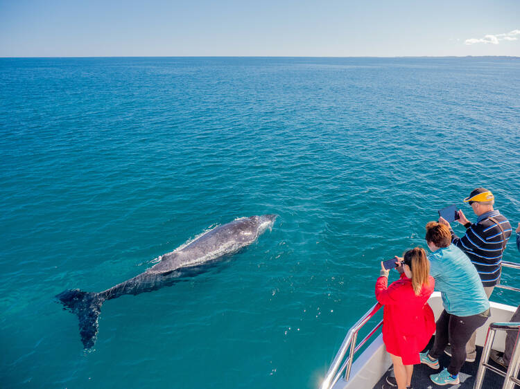 Go whale watching