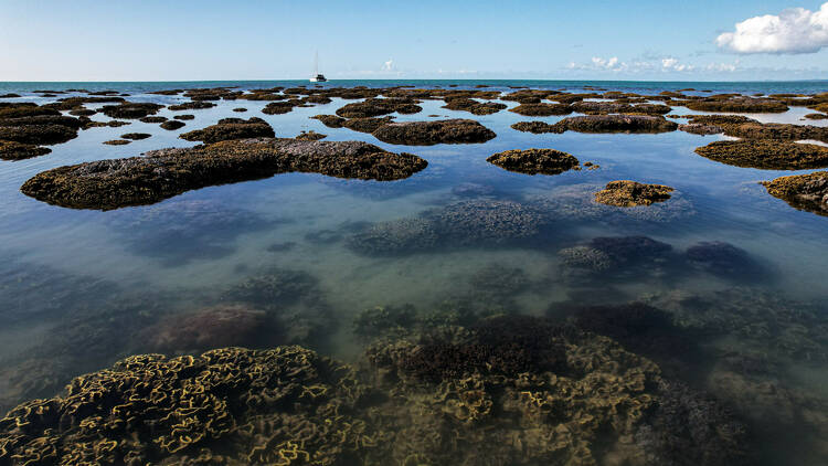 Snorkel at Torquay Reef