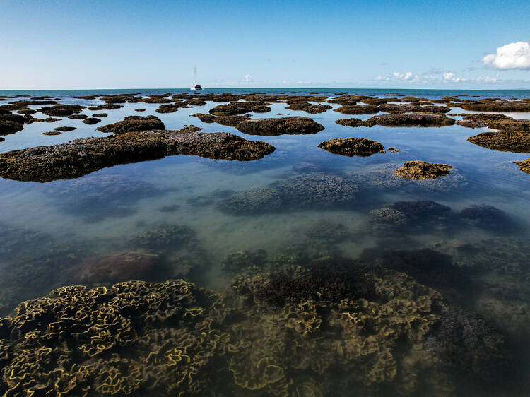 Snorkel at Torquay Reef