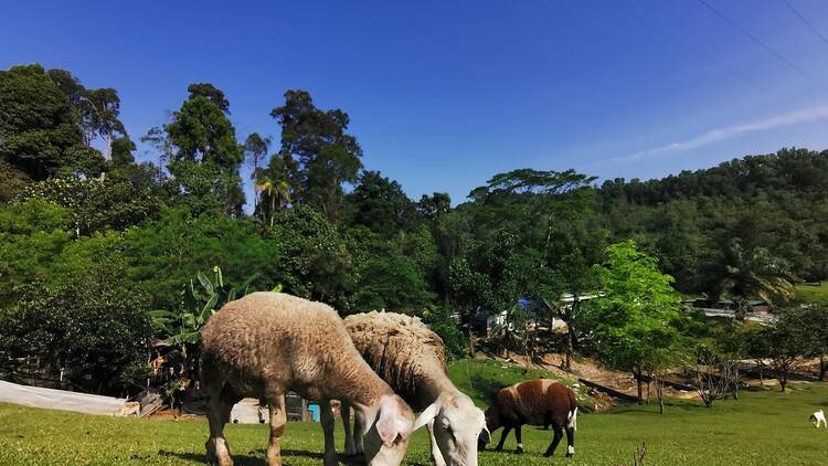 Bukit Jelutong Eco Community Park