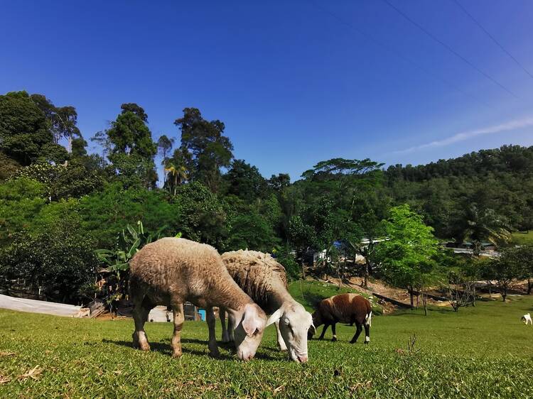 Bukit Jelutong Eco Community Park