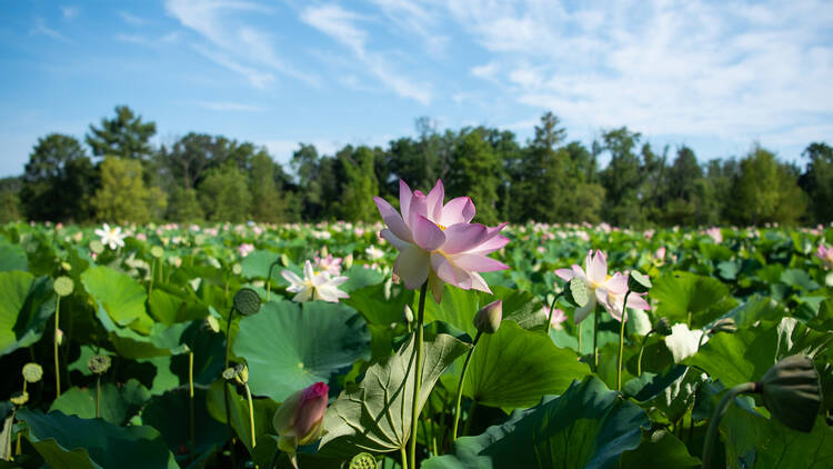 Check out the lotus blooms at Kenilworth Park & Aquatic Gardens