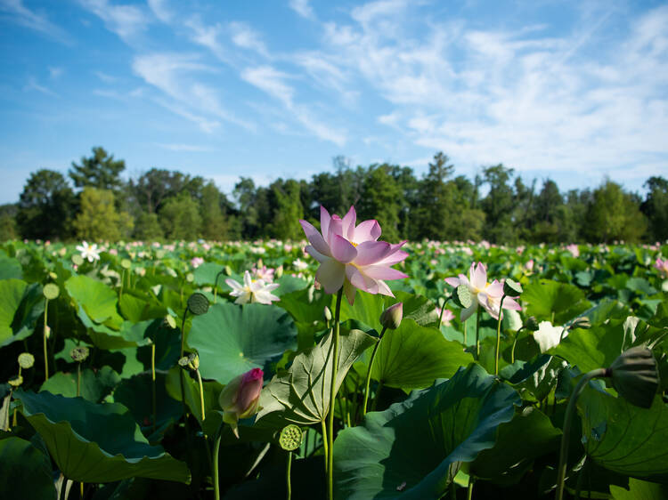 Check out the lotus blooms at Kenilworth Park & Aquatic Gardens