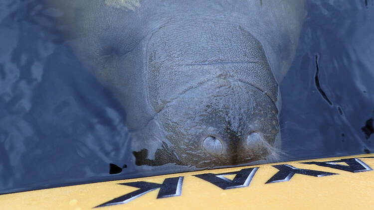 Kayaking Tour with Manatee Encounter