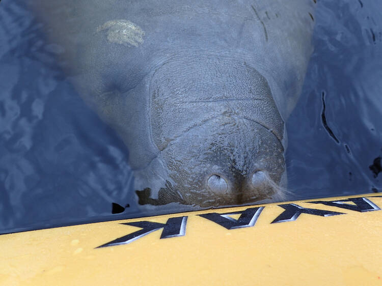 Kayaking Tour with Manatee Encounter