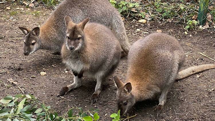 Meet some furry friends at Golders Hill Park Zoo