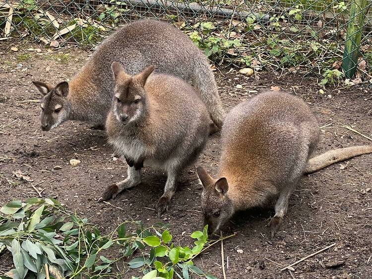 Meet some furry friends at Golders Hill Park Zoo