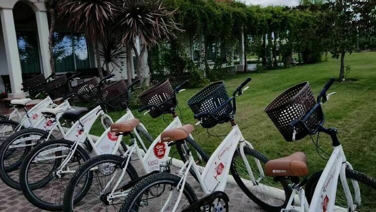 Bike tour through wineries in Maipú or Luján de Cuyo