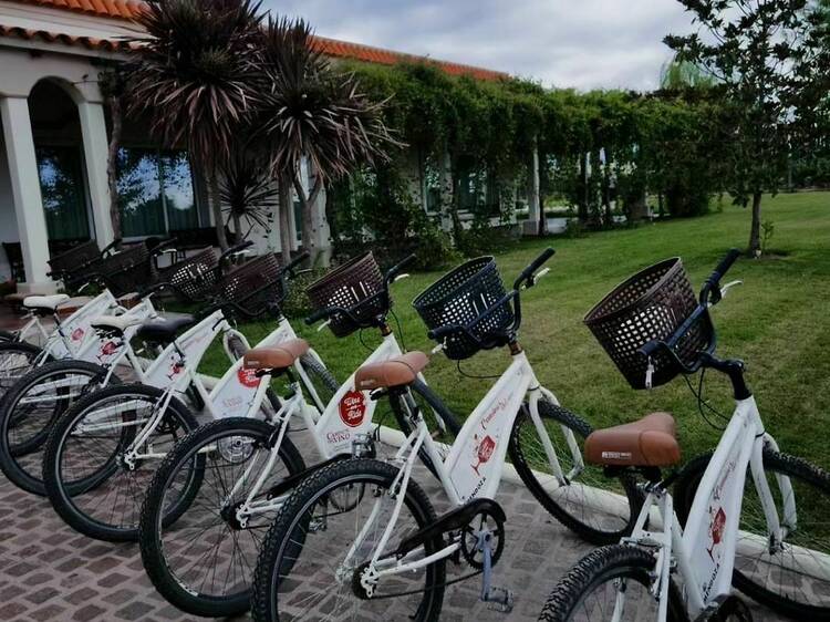 Bike tour through wineries in Maipú or Luján de Cuyo