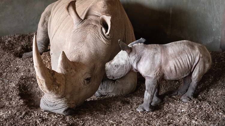 A mother and baby rhino. 