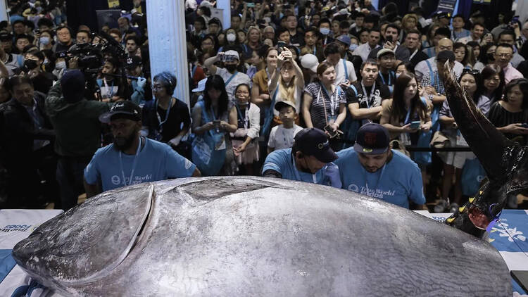 giant tuna at SUSHI-CON