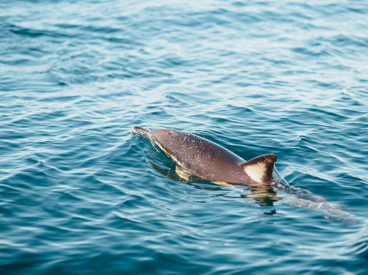 A trip (without diving) along the coast with dolphins