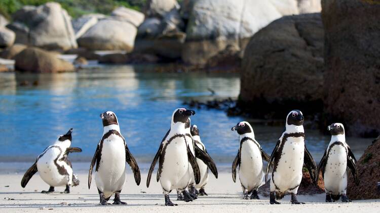 Meet the penguins of Boulders Beach