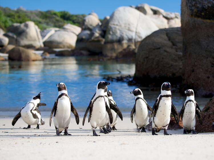 Meet the penguins of Boulders Beach