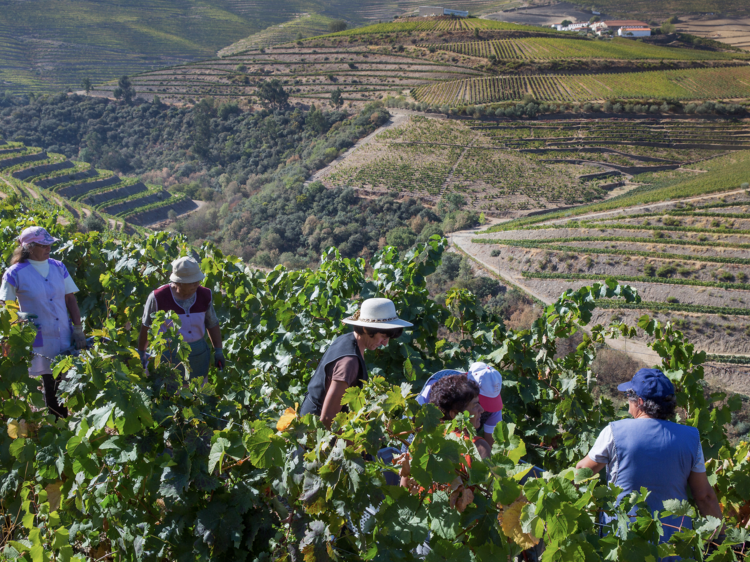 Quinta de Ventozelo