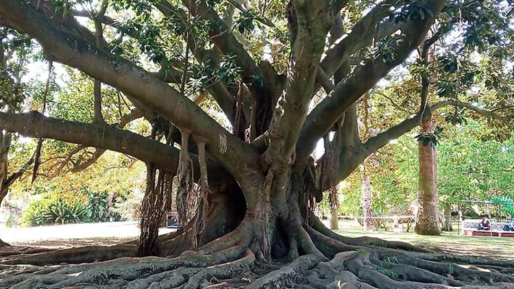 Ficus macrophila