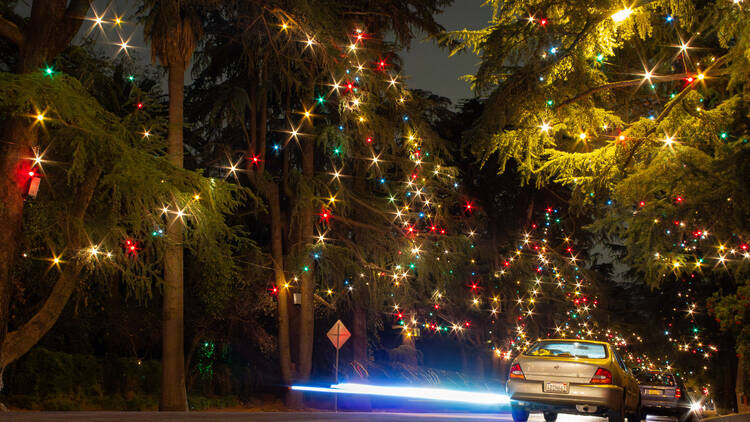 Christmas Tree Lane