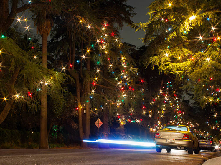 Christmas Tree Lane