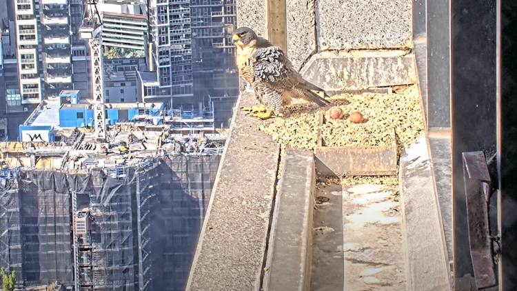 A peregrine falcon standing on a nest with two eggs. 