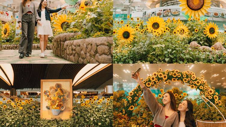 A Sunflower Sojourn at Singapore Changi Airport