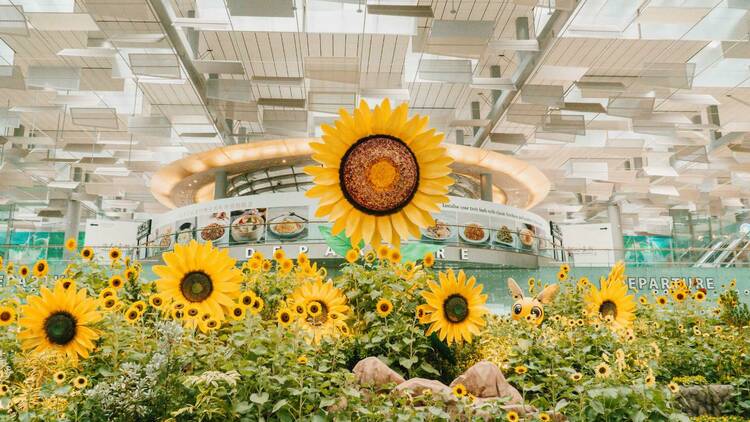 A Sunflower Sojourn at Singapore Changi Airport