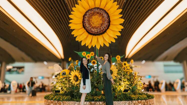 A Sunflower Sojourn at Singapore Changi Airport