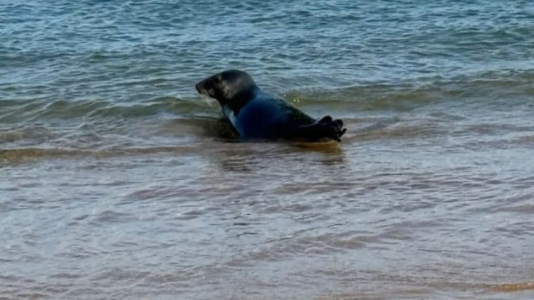 Foca avistada em Cascais 