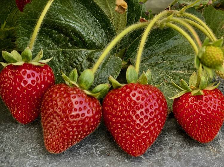 The farmers behind L.A.’s best (and most expensive) strawberries are retiring