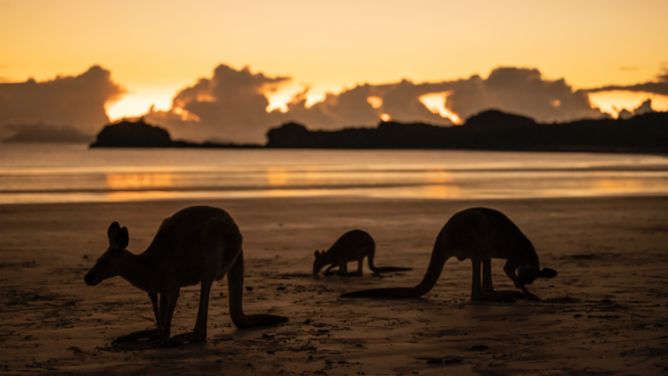 Casuarina Beach, Cape Hillsborough, QLD