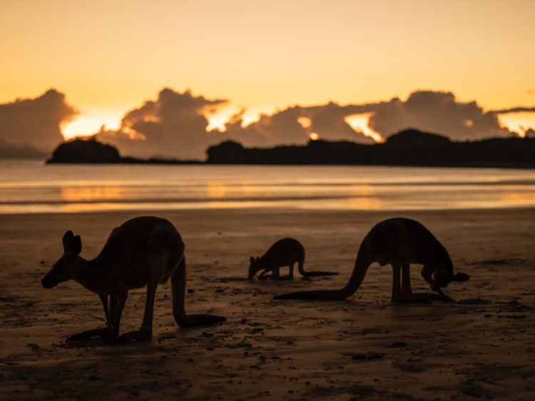 Casuarina Beach, Cape Hillsborough, QLD