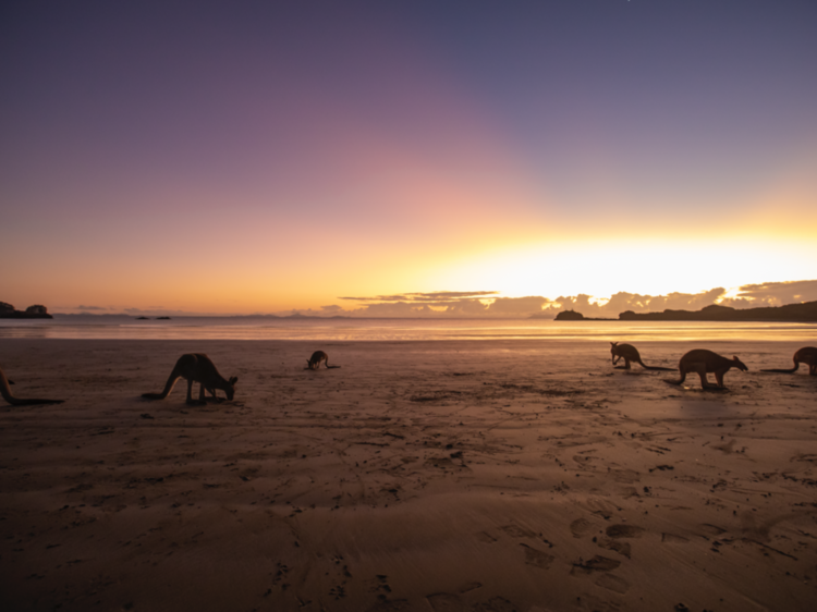 Kangaroos on beach at sunrise