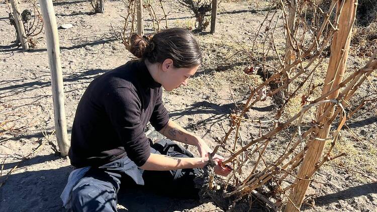 La Chica del Dragón and Descendants of Mountain Winegrowers by Paula Michelini