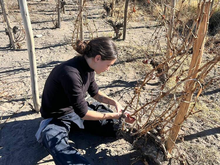 La Chica del Dragón and Descendants of Mountain Winegrowers by Paula Michelini