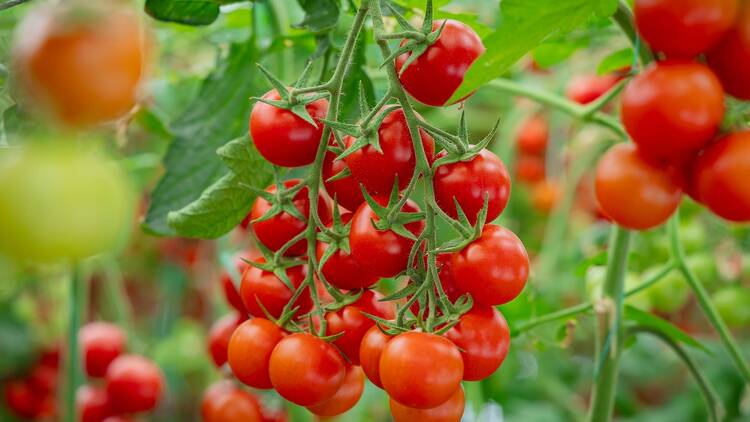 Llega el primer mercadillo de tomates de Madrid