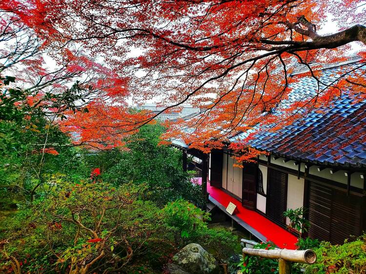 You can now visit the rarely opened Reikanji Temple in Kyoto for autumn leaves