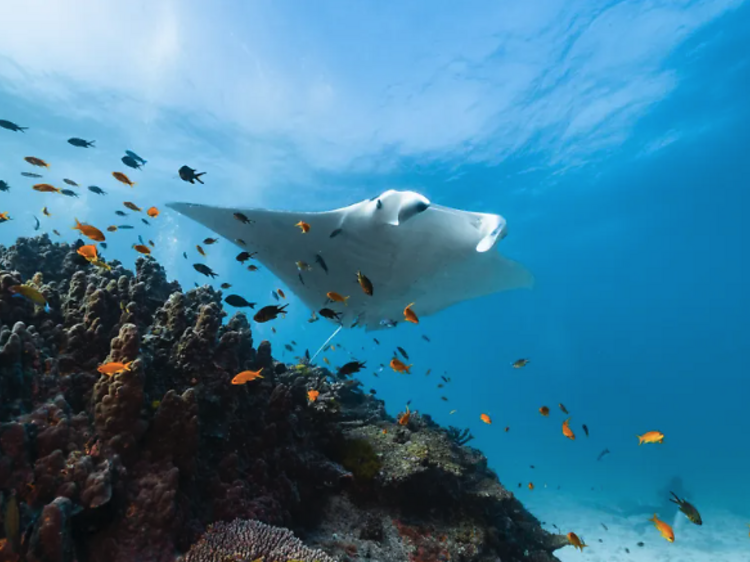 Lady Elliot Island