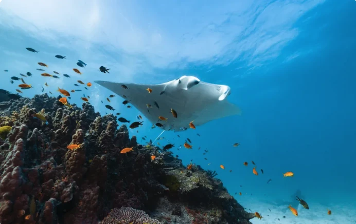 Lady Elliot Island