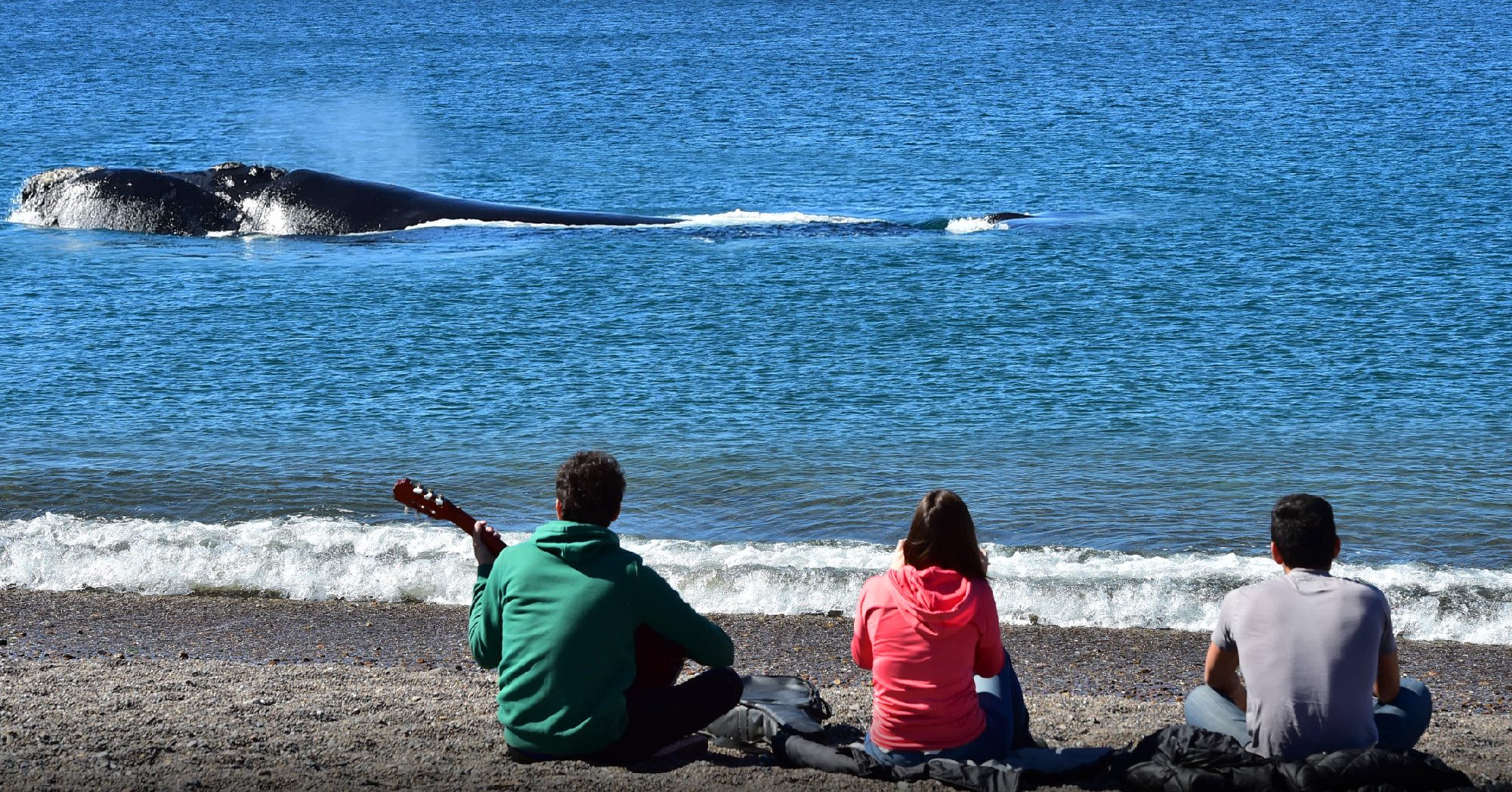 ballenas-puerto-madryn