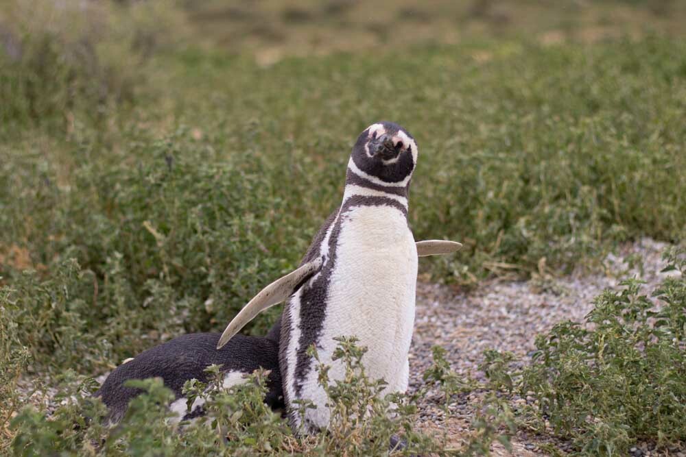 pingüinos