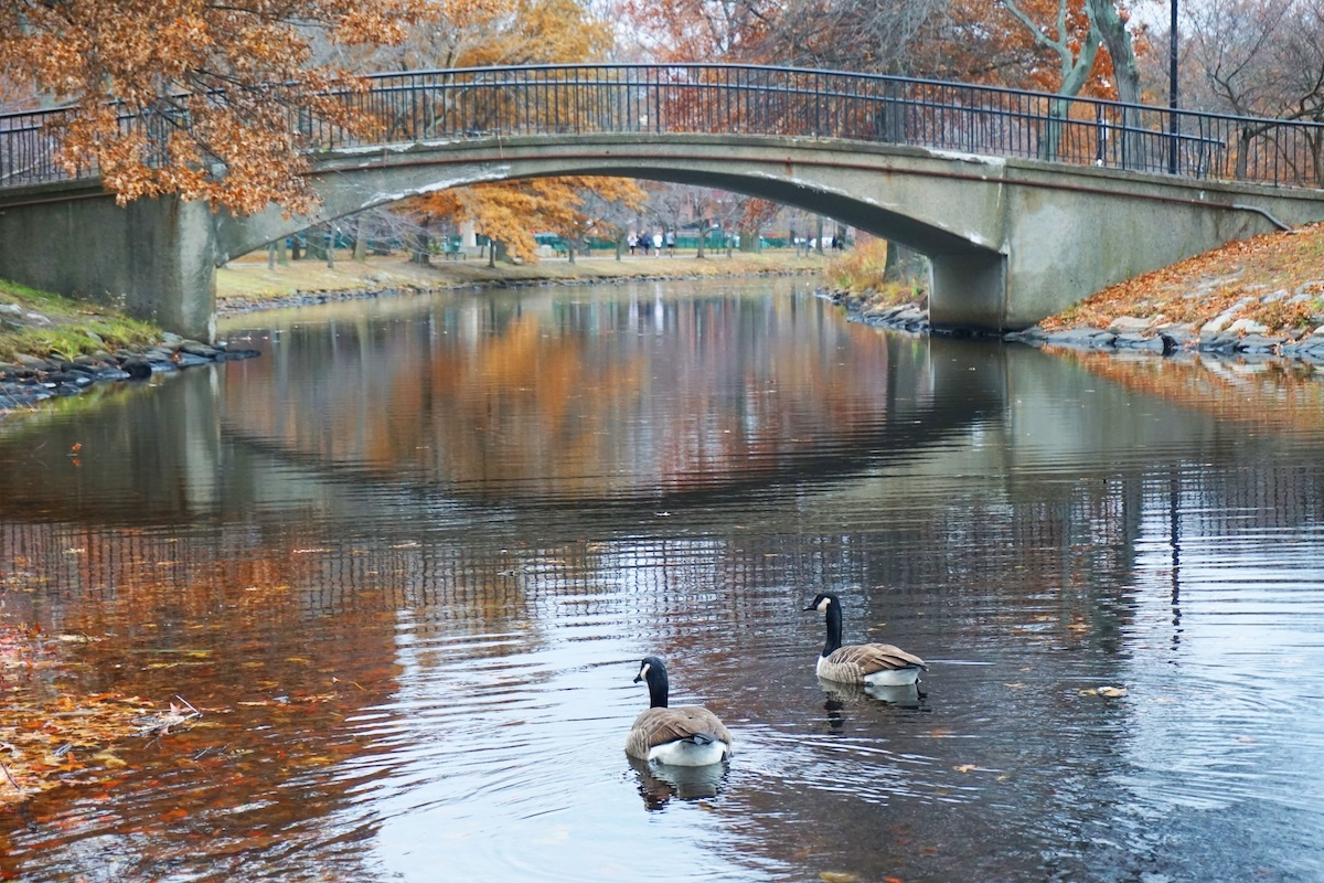 Thanksgiving in Boston 2024: Best Events and Things to Do