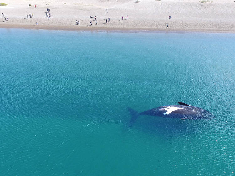 Temporada de ballenas y otros imperdibles de Puerto Madryn