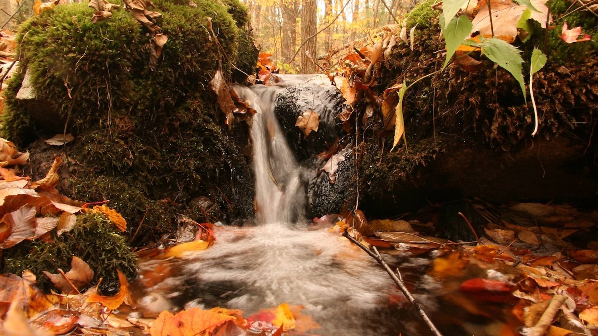 Interactive Map Shows When Fall Foliage Will Peak Across the U.S. in 2024