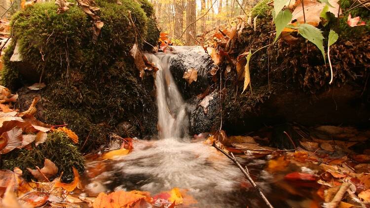 Noanet Woodlands waterfall fall foliage