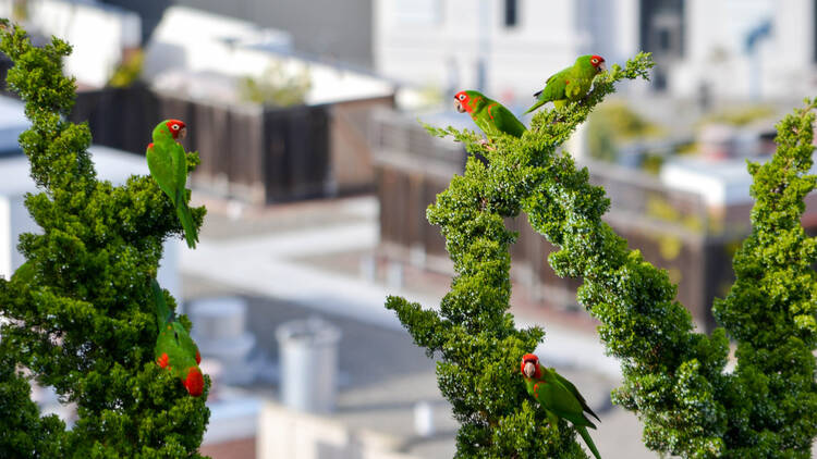 Parrots in San Francisco