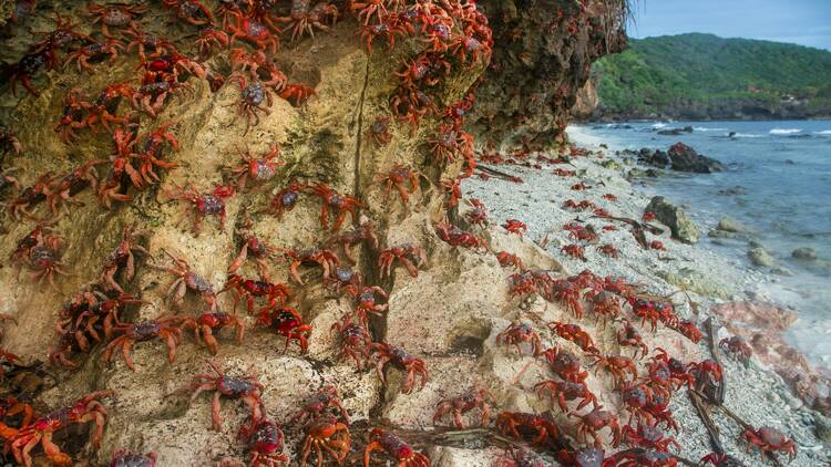 Red Crab Migration, Christmas Island