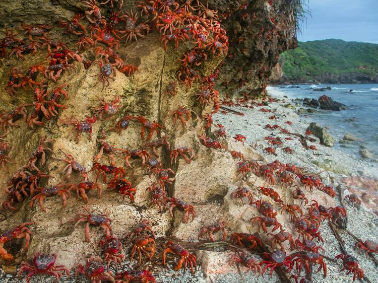 Red Crab Migration, Christmas Island