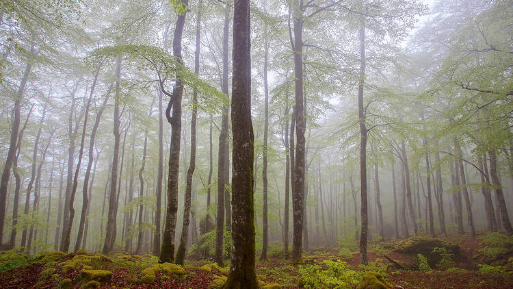 La Fageda d'en Jordà