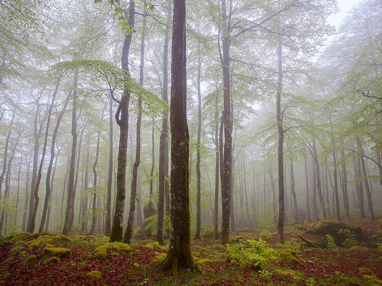 La Fageda d'en Jordà