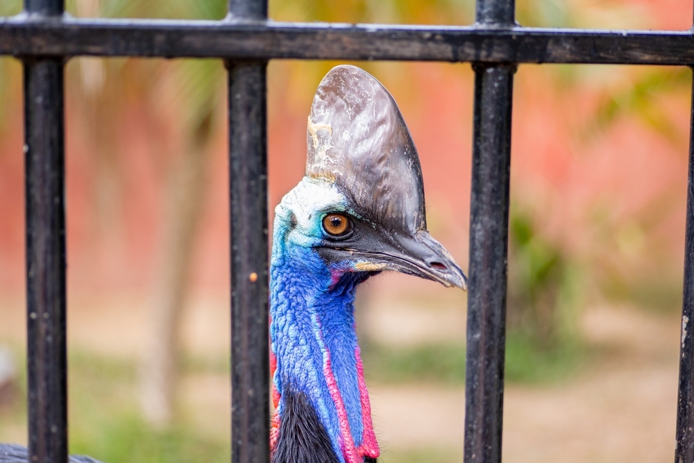 The world’s ‘most dangerous’ bird has hatched in the UK