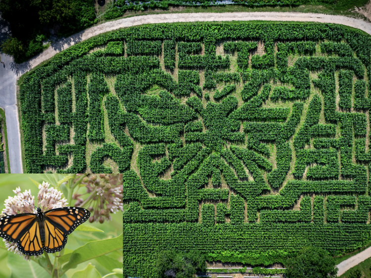 Try to solve the Amazing Maize Maze